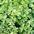 clover like leaves