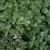 clover like leaves
