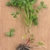 Entire plant with roots and rhizomes exposed