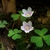 Trifoliolate leaves & 5-petaled white flowers with pink stripes.
