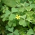 Ternate leaves & yellow, 5-petaled flowers.