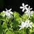 Green trifoliolate leaves & showy white flowers.
