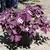 Potted specimen on a patio. Leaves are purple.