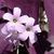 Close-up on the showy, pinkish purple, 5-petaled flowers.