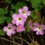 Ternate leaves & pink, 5-petaled flowers.