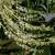 Oxydendrum arboreum