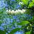 Oxydendrum arboreum