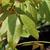 Oxydendrum arboreum