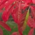 Oxydendrum arboreum showing red leaves of autumn.