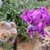 fuzzy capsules and purple legume flowers.