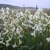 small plant with spikes of white flowers