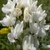 clusters of white legume flowers