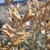 dried legume fruits split open.