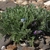 small tufted plant in dry gravel