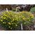 Nothoscordum sellowianum