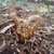 Unfurling fiddleheads