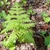 young green foliage of Phegopteris hexagonoptera in spring