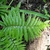Fronds