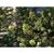 Mahonia ilicina