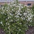 Viburnum obovatum 'Raulston Hardy'