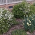 Viburnum obovatum 'Raulston Hardy'