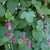 Clematis glaucophylla