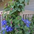 Clematis glaucophylla