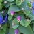 Clematis glaucophylla