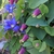 Clematis glaucophylla