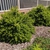 Viburnum obovatum 'Raulston Hardy'
