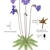Color illustration of the technical details of this species.