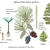 Color illustrations of the technical details of this species.