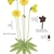 Color illustration of the technical details of this species.