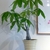 potted plant with palmately compound leaves.