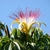 Flower with five petals and many red-tipped, long stamens.