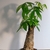 potted plant with palmately compound leaves & woody stem.