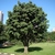 Large tree with rounded canopy, growing in a park.