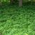 Pachysandra terminalis