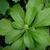 Pachysandra terminalis