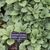 Pachysandra procumbens