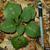 Pachysandra procumbens