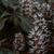 Pachysandra procumbens