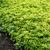 Pachysandra terminalis Leaf