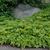 Pachysandra terminalis