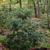 Taxus brevifolia
