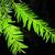 Taxus brevifolia