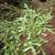 Taxus brevifolia