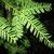 Taxus brevifolia