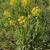 Form