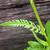 Lobed leaf and stem
